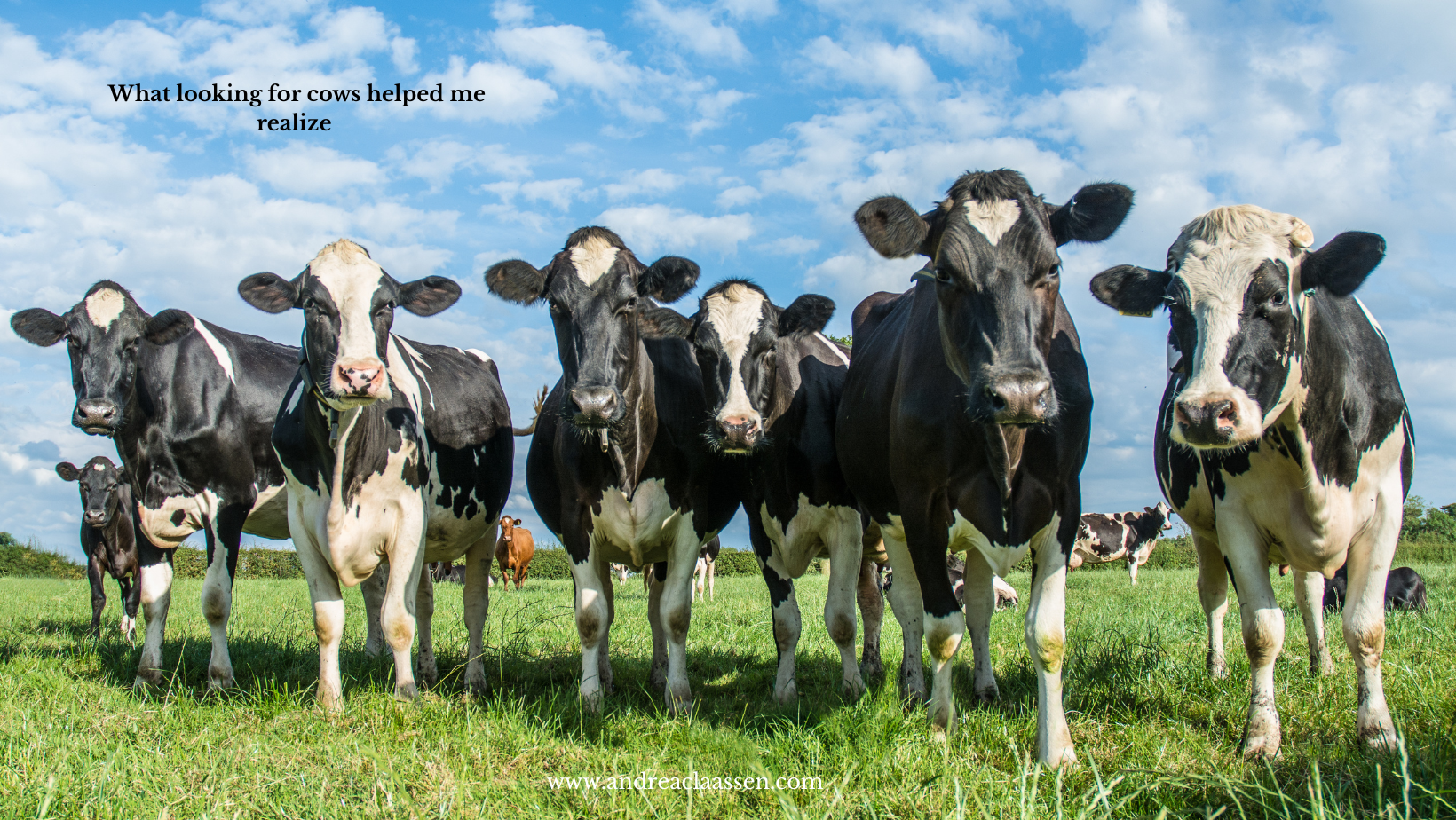 cow life lessons