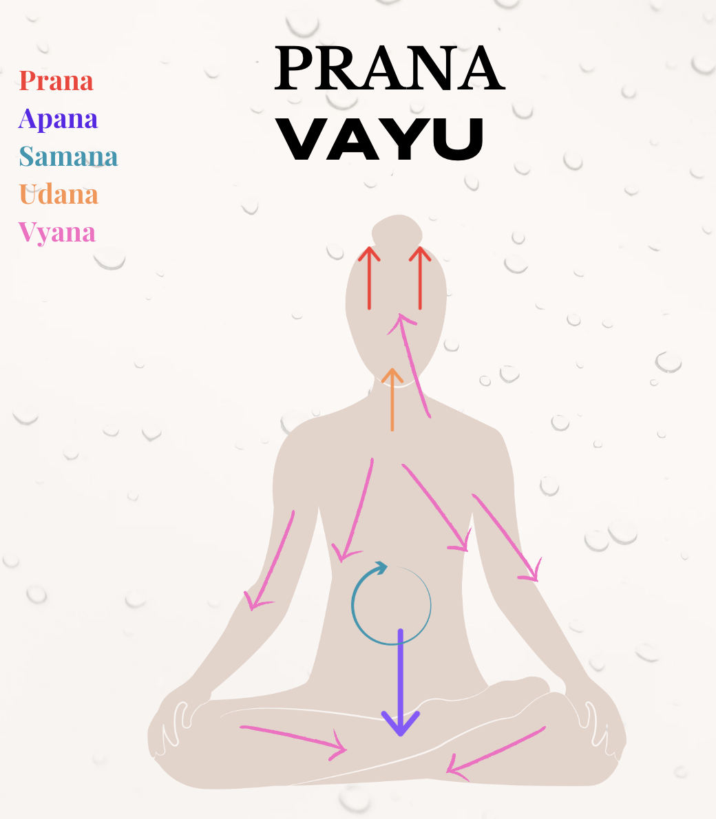 5 Prana vayus